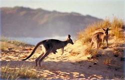 Surfing kangaroo