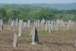 Litchfield.termite.mounds