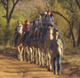 ayers.rock.camel