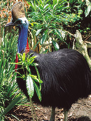 cassowary.cape.tribulation