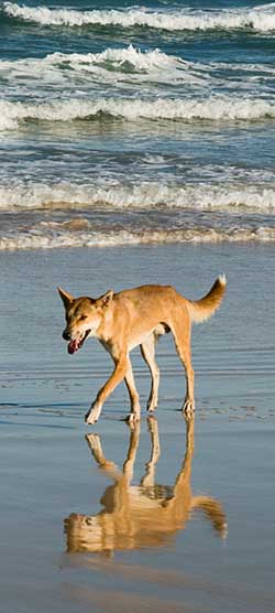 fraser.island.tour