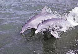 port.stephens.dolphin.tour